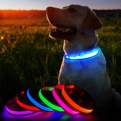 Dog Collar Luminous Pet Supplies Dog Collar Waterproof Safety Collars